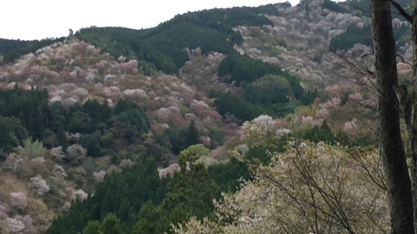奈良県吉野郡の風景