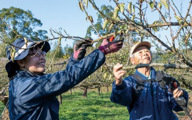 最も難しい梅の木の剪定をするあゆみさんと文彦さん