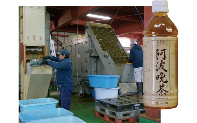 阿波晩茶製造風景