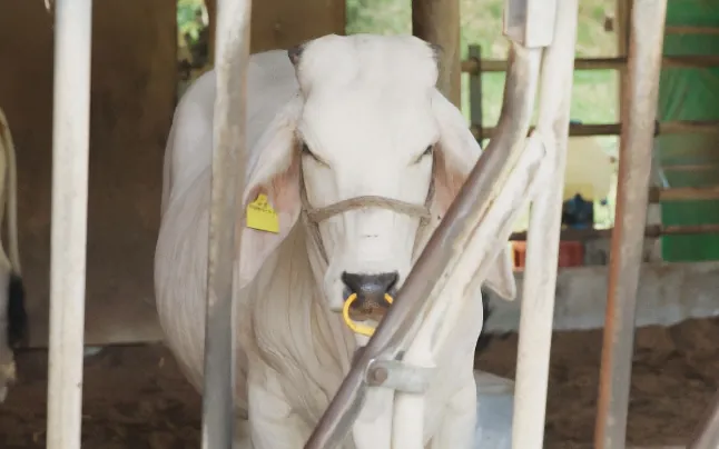 隣接する牛舎で白牛を飼育している