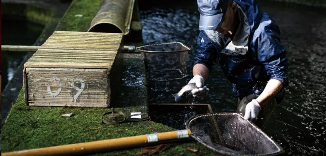 7つあるいけすで、稚魚から成魚に至るまで大切にマスを育てている